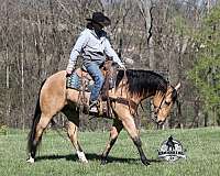 western-riding-quarter-horse