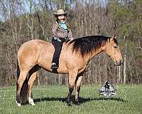 trail-quarter-horse