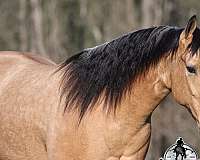 athletic-quarter-horse