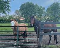 quarter-horse-for-sale