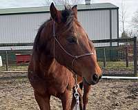 quarter-horse