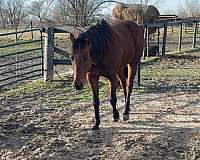 quarter-horse-gelding