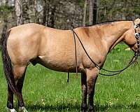 all-around-quarter-horse