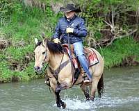 athletic-quarter-horse