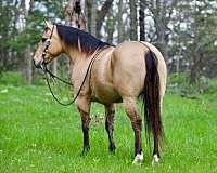 calf-roping-quarter-horse