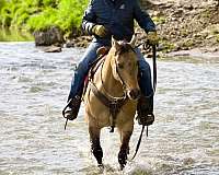 flashy-quarter-horse
