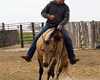 husband-safe-quarter-horse