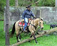 ranch-quarter-horse