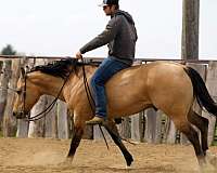 ranch-versatility-quarter-horse