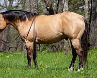 ranch-work-quarter-horse