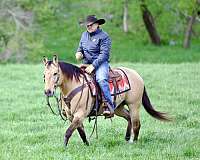 roping-quarter-horse