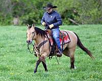 show-quarter-horse