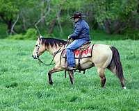 trail-quarter-horse
