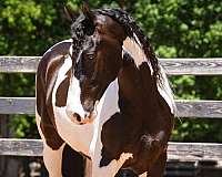 all-around-friesian-horse