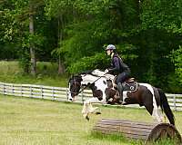 athletic-friesian-horse