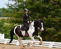 cross-friesian-horse