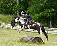 english-pleasure-friesian-horse