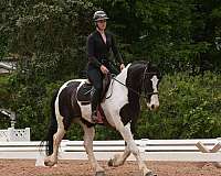 flashy-friesian-horse