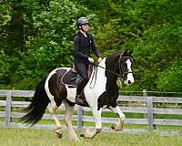 jumping-friesian-horse