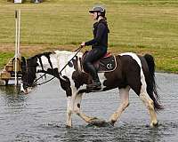 ridden-english-friesian-horse