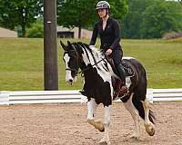 ridden-western-friesian-horse
