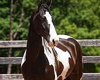 show-friesian-horse