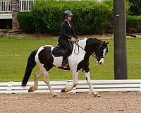 show-hack-friesian-horse