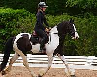 trail-friesian-horse
