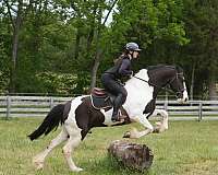 trail-riding-friesian-horse