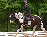 piebald-friesian-gelding