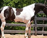 youth-friesian-horse