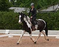 piebald-all-around-horse
