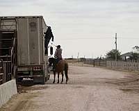 calf-roping-quarter-horse
