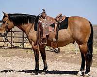 all-around-quarter-horse