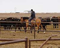 athletic-quarter-horse