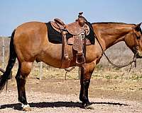 flashy-quarter-horse