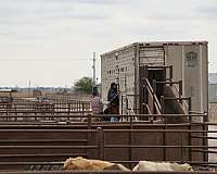 performance-quarter-horse