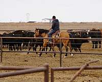 ranch-quarter-horse