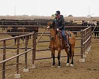 ranch-versatility-quarter-horse