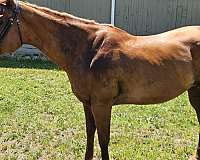 15-hand-quarter-horse-mare