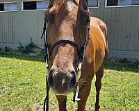 broke-western-mare