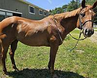 invitation-mare