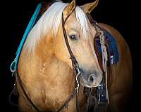 athletic-quarter-horse