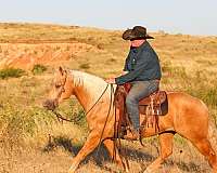 calf-roping-quarter-horse