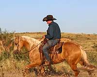 flashy-quarter-horse