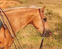 heading-quarter-horse