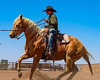 heel-quarter-horse