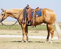 performance-quarter-horse