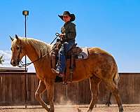 ranch-quarter-horse