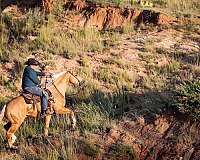 ranch-work-quarter-horse